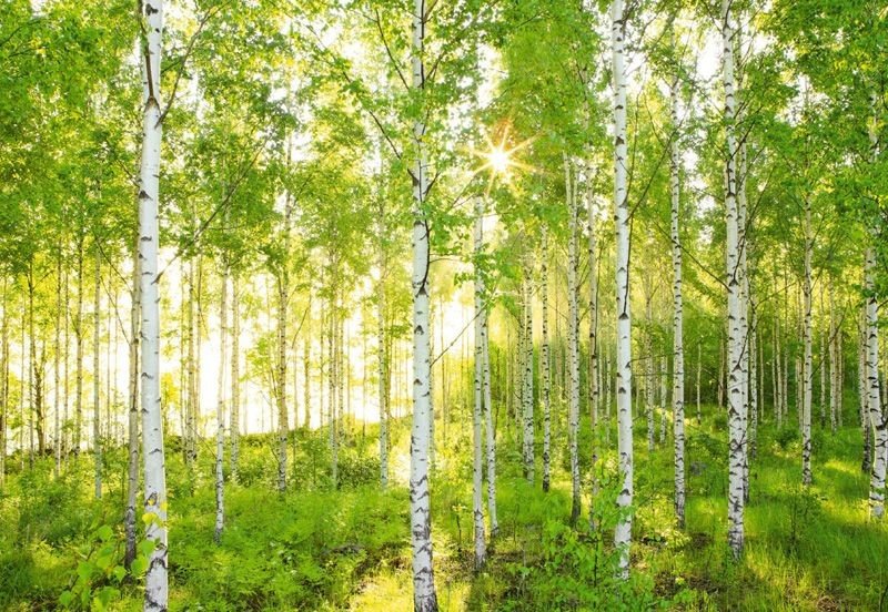 Шпалери Komar з 4 частин (3,68*2,48) 8NW-519